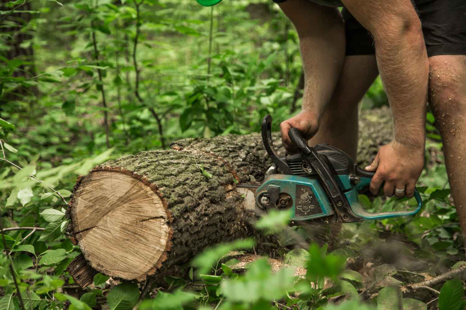 Rockville, IN Tree Service Company